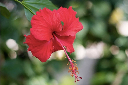 Bir Kaşıkta Yoğun Hibiskus Lezzeti